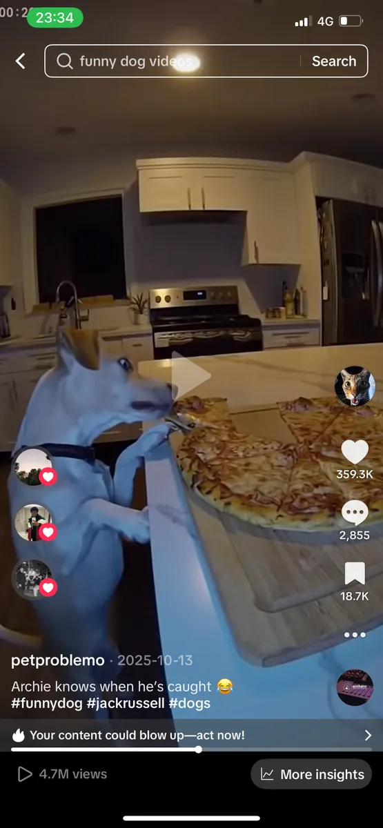 Still frame from the viral 12-second Sora AI dog CCTV-style TikTok video